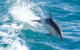 Wilsons Promontory Full Day Cruise - thumb 1