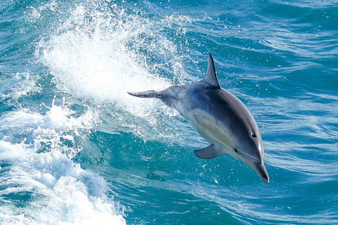 Wilsons Promontory Full Day Cruise - Find Attractions 1
