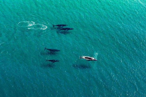 25-30 Minute Newcastle & Macquarie Helicopter Shared Flight - Find Attractions 4