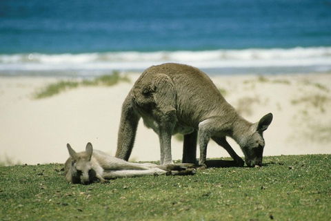 Great Ocean Road Highlights Tour - 2 Days, 1 Night - Find Attractions 2