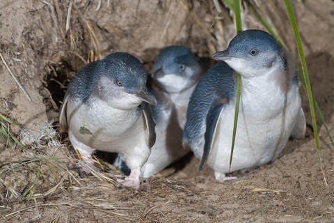Great Ocean Road & Phillip Island - 3 Days, 2 Nights - Find Attractions 2