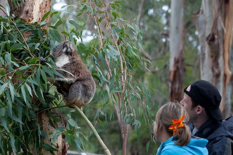 Great Ocean Road & Phillip Island - 3 Days, 2 Nights - Find Attractions 4