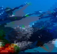 Scuba Dive the S.S. Yongala Wreck on the Great Barrier Reef. - Find Attractions